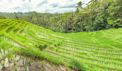 Panoramic beautiful view of green rice terraces. Аgronomic indonesian natural background. Rice fields and tropical plants
