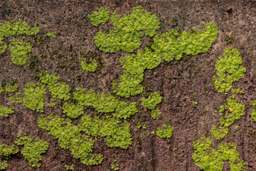 Moss in garden