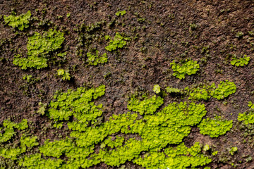 Moss in garden