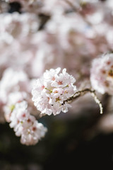 Cherry blossoms