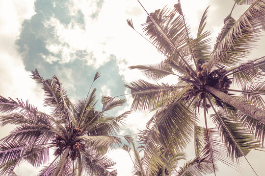 Bottom view of palm crown trees against a blue sky. Сinematic retro summer tropical background. Fluffy palm leaves