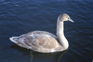 Bright macro photo of a beautiful white swan