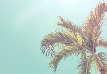 Vue de dessous des palmiers contre un ciel bleu. Fond tropical d& 39 été rétro inematic. Feuilles de palmier moelleuses