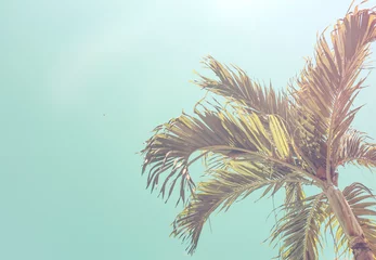 Papier Peint photo Palmier Vue de dessous des palmiers contre un ciel bleu. Fond tropical d& 39 été rétro inematic. Feuilles de palmier moelleuses