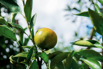 Orange on tree in Thailand.