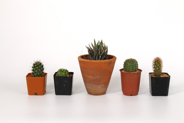 cactus and succulent in pot