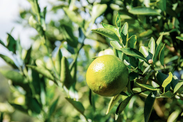 Orange on tree.