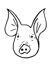 Muzzle pig close up on a white background. Sketch.