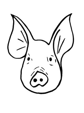 Muzzle pig close up on a white background. Sketch.