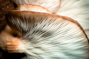 Amazing mushroom background and texture. Close up shot.