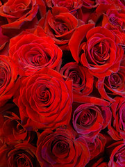 red roses background