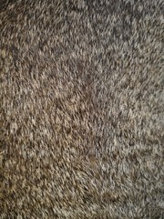 Beautiful cat fur