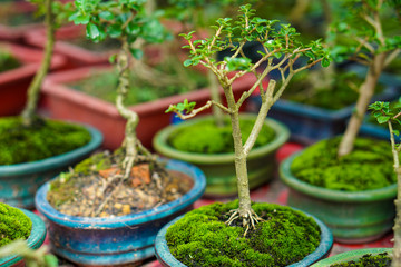 Young little bonsai tree on market for sale.