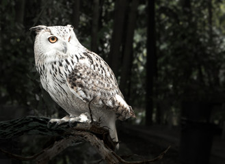 owl in a tree staring with large orange eyes.