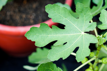 Papaya leaves with natural soft background (Selective focusing)