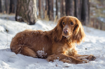 Red russian spaniel lying on the snow in the forest