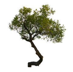 Tree on white background