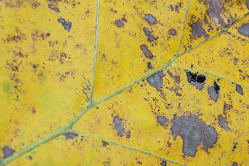 Yellow and brown leaf for background