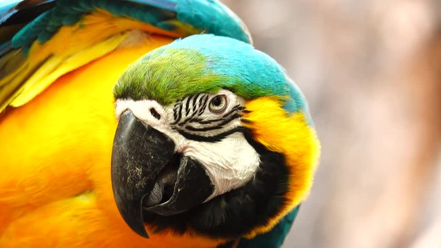 4K Colorful parrot Ara with bright plumage of blue, yellow, green and white color, sits on barling. Macaw close-up
