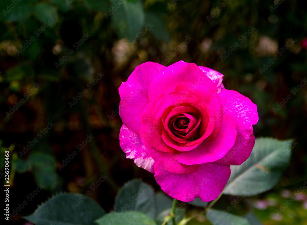 Wall mural pink rose in the green garden