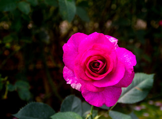 Pink rose in the green garden