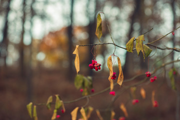 red berries on a tree in Autumn