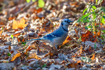 blue jay singing song in morning