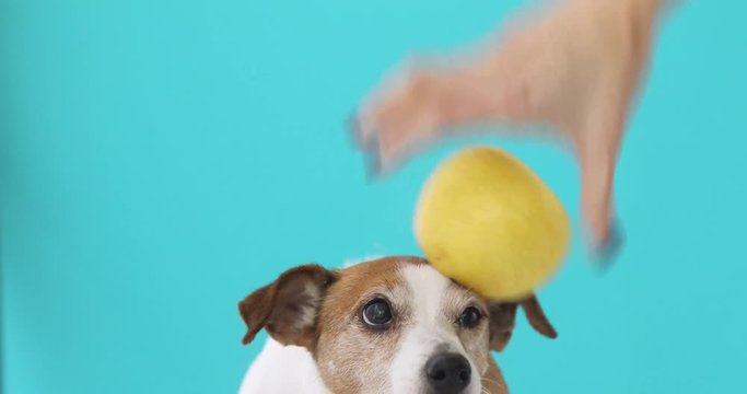 Crop female hand arranging apple on head of adorable Jack Russell Terrier on blue background