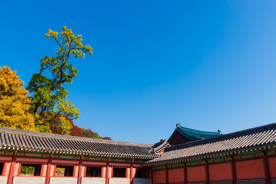 Traditional Korean Building with colorful leaves in autumn season at Changdeokgung Palace, Seoul, South Korea