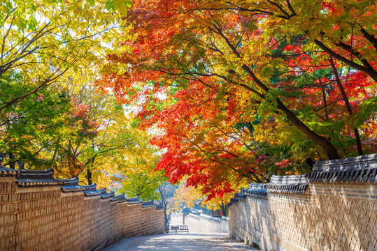 Traditional Korean brick wall and black ceramic roof with colorful autumn leaves at entrance of Huwon (Secret Garden) at Changdeokgung Palace, Seoul, South Korea.