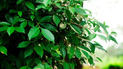 background with green leaves