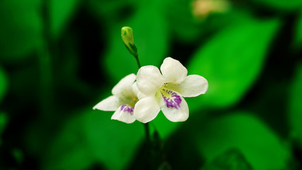 white flower in garden