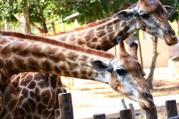 Close up image of giraffe heads.