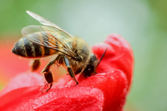 Bee In Red Flower