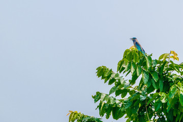 Bird on sitting on tree branch isolated.