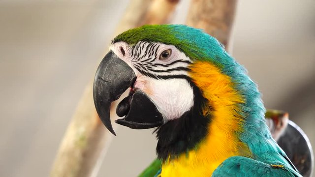 4K Colorful parrot Ara with bright plumage of blue, yellow, green and white color, sits on barling. Macaw close-up