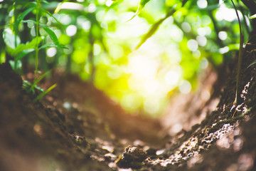 green grass leaf bokeh and soil vintage tone. background and abstract