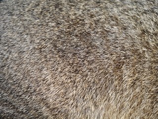 Beautiful cat fur