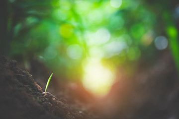 green grass leaf bokeh and soil vintage tone. background and abstract