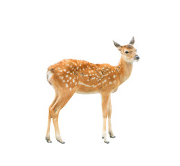 Young deer standing and looking isolated on white background with clipping path