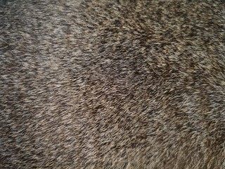 Beautiful cat fur