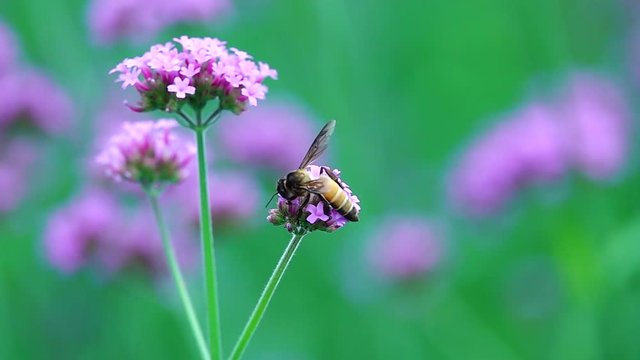 HD 1080p super slow bee on beautiful collor pretty webena bonariensis