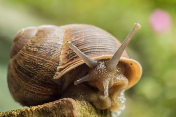 close up of a snail on timber