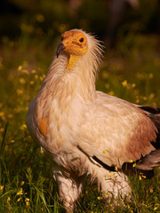 Egyptian vulture (Neophron percnopterus)