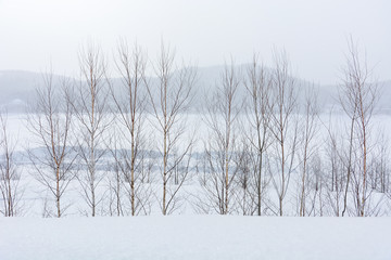 minimal winter landscape, group of trees with the lake and mountain background during snowfall on winter day, copy space, Hokkaido, Japan