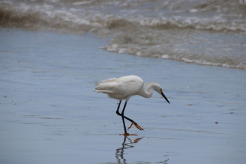 Snowy white egret bird on the beach fishing and eating fish. 
