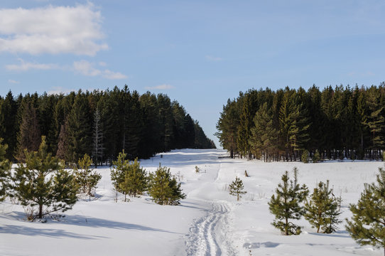 Fototapeta Big glade in winter forest