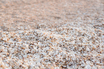 The background of the set of seashells on the beach.