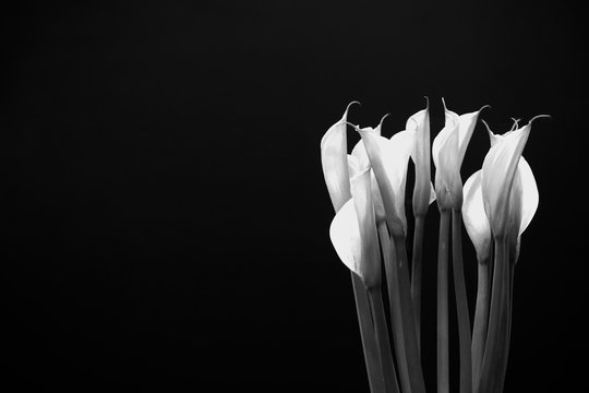 White Flowers With Black Background 