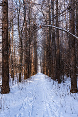 Trail in the winter forest with very tall trees